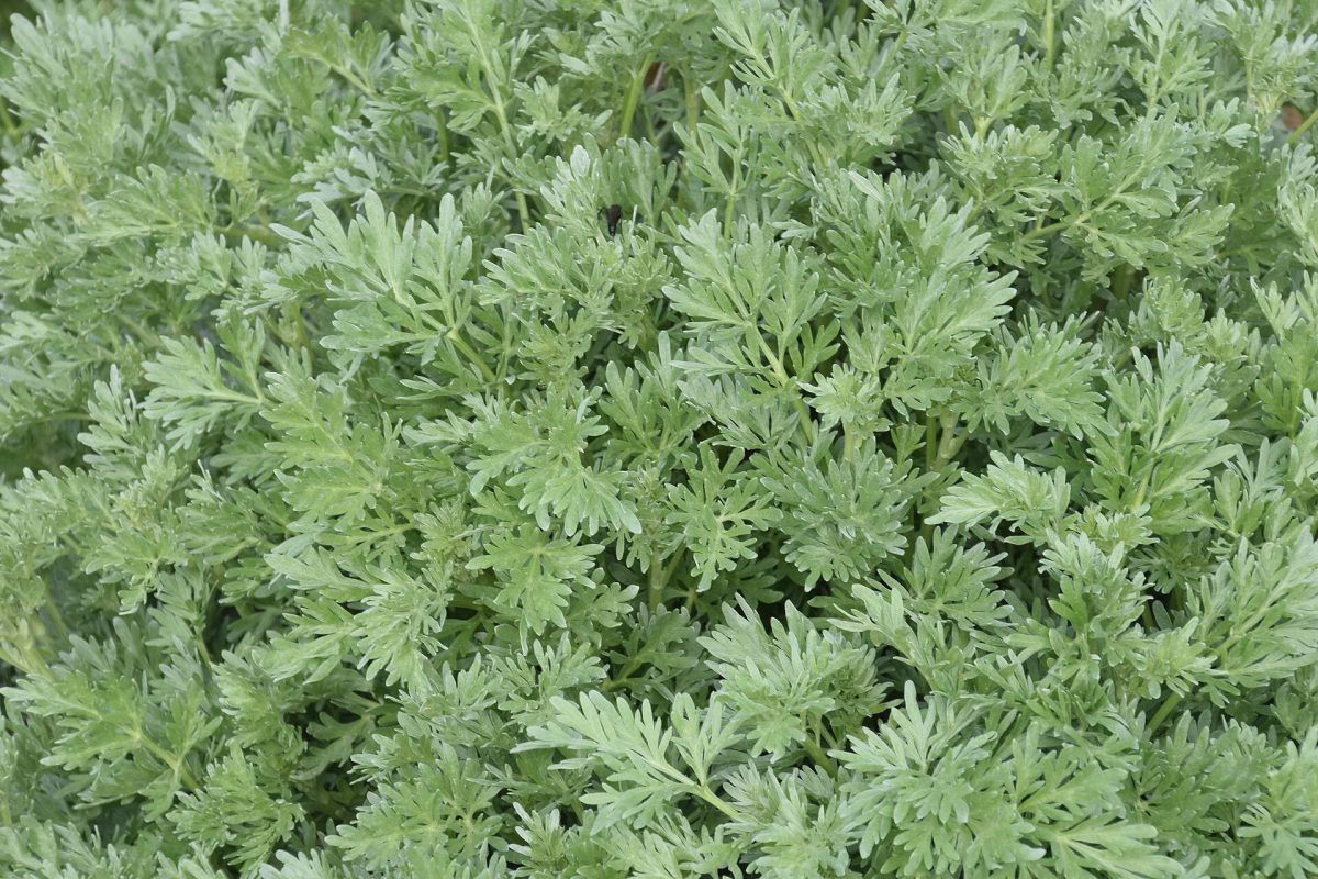 Zilvergrijze bladeren van alsem, Artemisia absinthium, in een botanische tuin