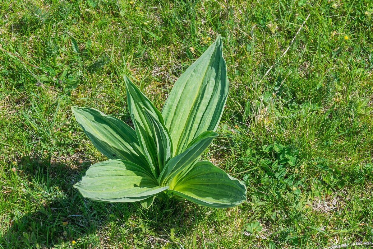 Een bloeiende gele gentiaan in een weide op het plateau van de Aubrac