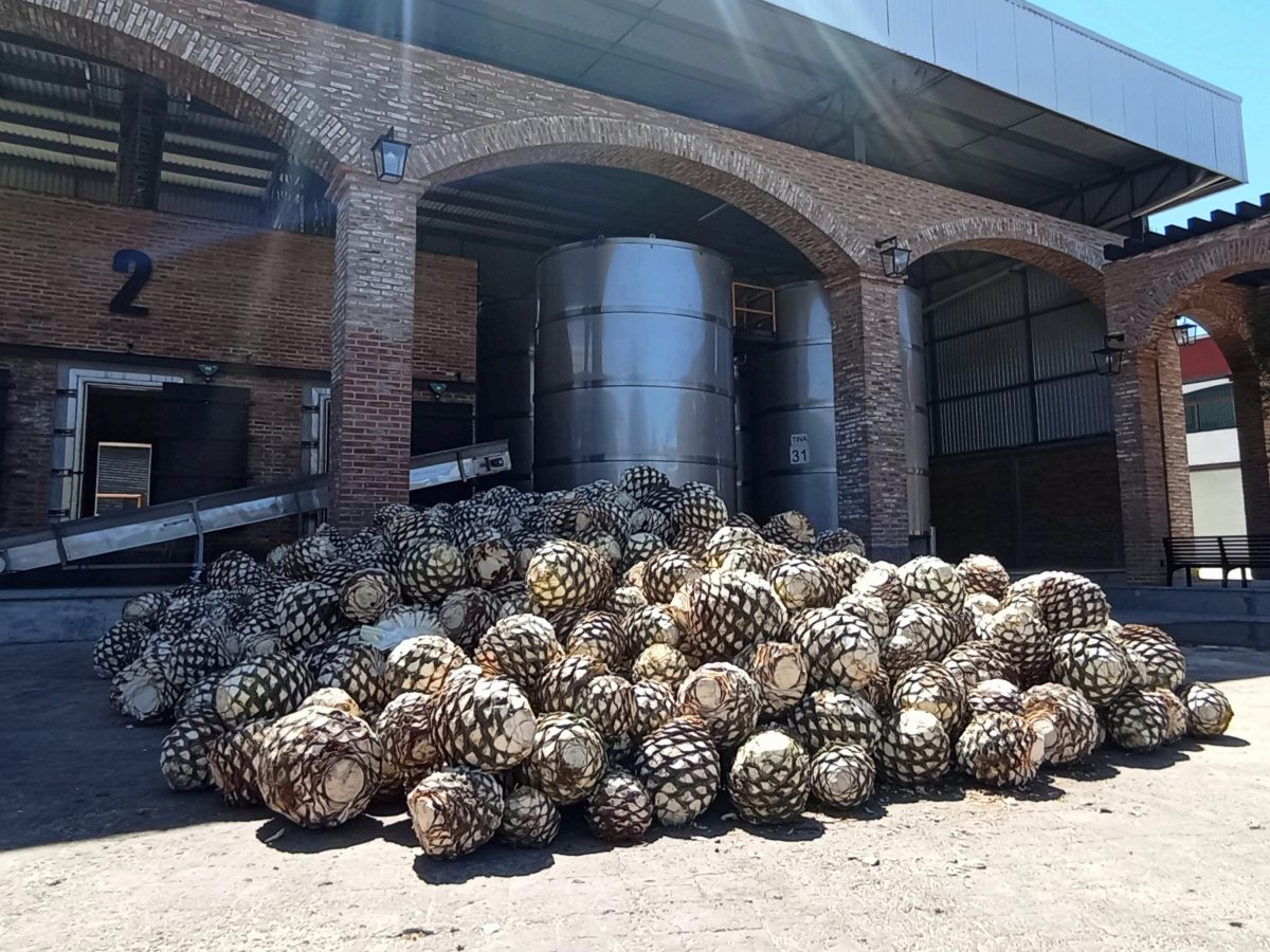 Agaveharten opgestapeld voor de autoclaven van een tequiladistilleerderij in Jalisco