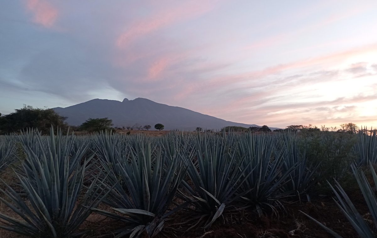Velden met blauwe agave aan de voet van de vulkaan van Tequila in Jalisco
