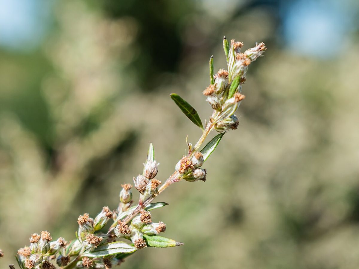 Bloeiende stengel van alsem, Artemisia absinthium, met kleine bolvormige bloemhoofdjes