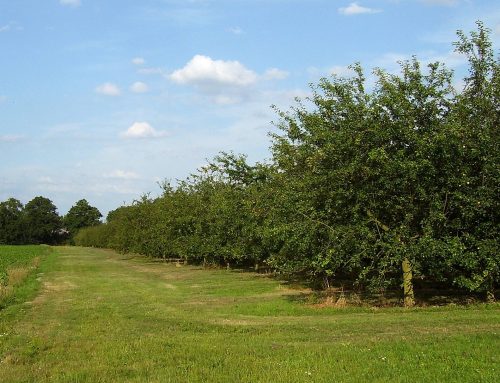 Calvados, Pays d’Auge en Domfrontais: wat de drie appellaties voorschrijven