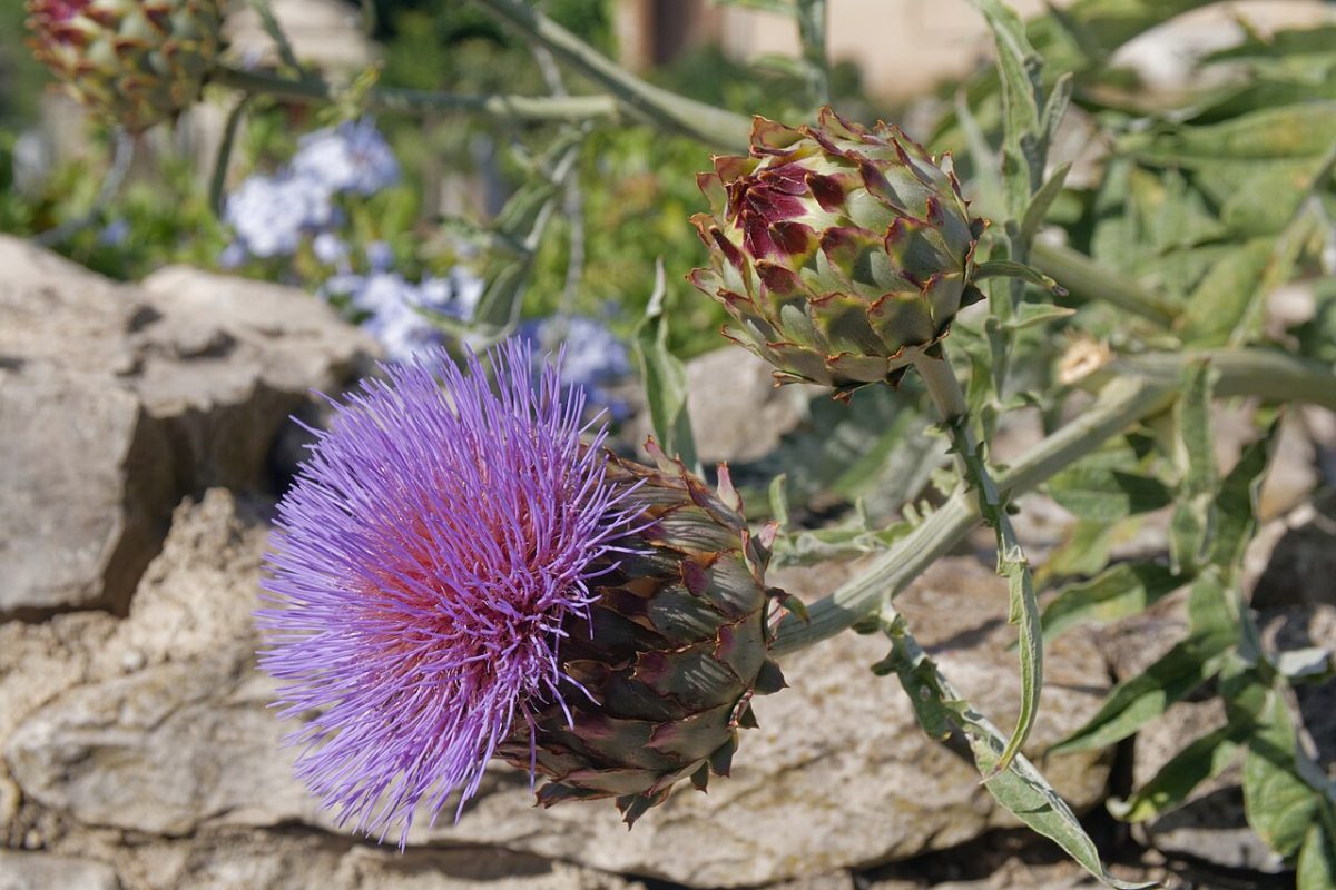 Een paarse artisjokknop aan de plant, Cynara cardunculus var. scolymus