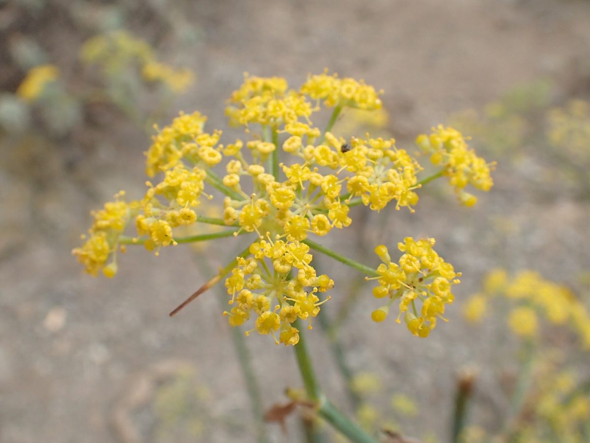 Het gele bloemscherm van een venkelplant