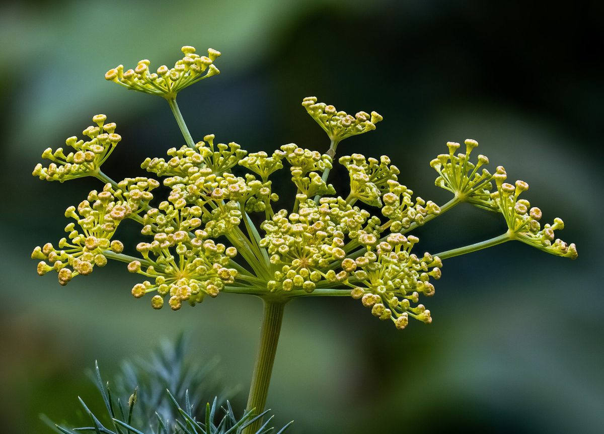 Het bloemscherm van een dilleplant met nog gesloten knoppen