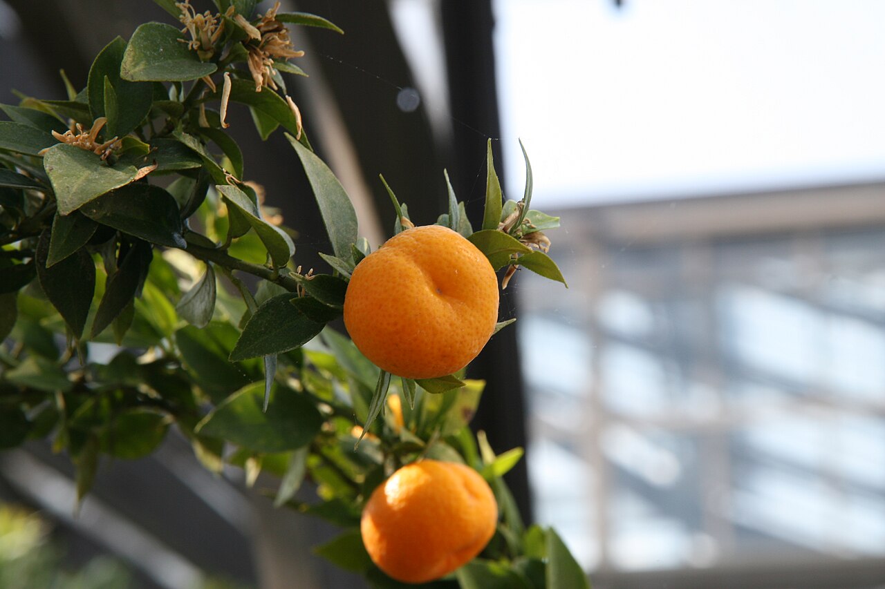 Kleine chinottovruchten aan de tak van een Citrus aurantium var. myrtifolia
