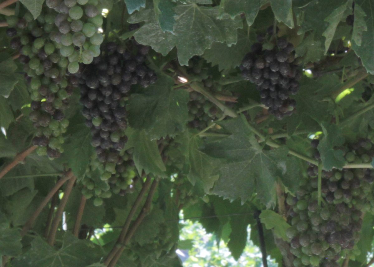 Trossen blauwe corvinadruiven aan de stok in de Valpolicella