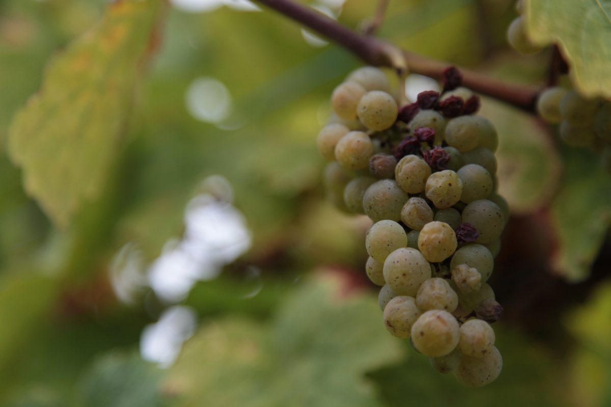 Witte druiventros aangetast door edele rotting, de bessen zijn bruin en ingedroogd