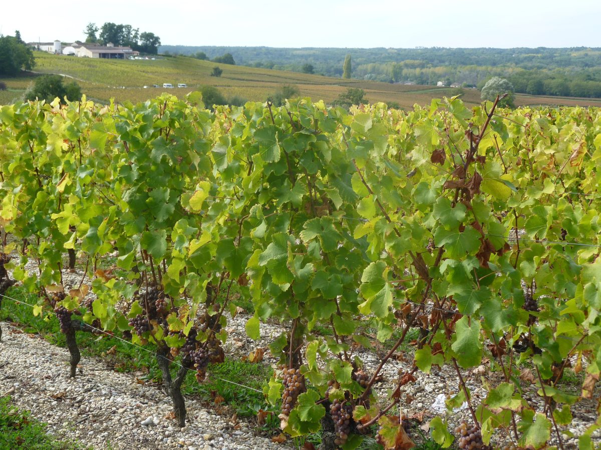 Witte druiven met edele rotting aan de stok in een wijngaard in Sauternes