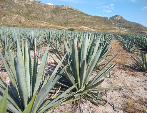 Tequila en mezcal: dezelfde agave, een ander vuur