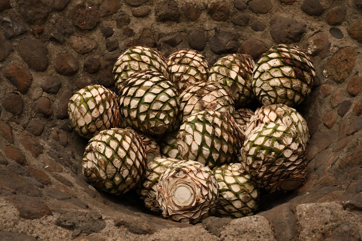 Gekookte agaveharten in een ronde stenen maalbak in Tequila, Jalisco