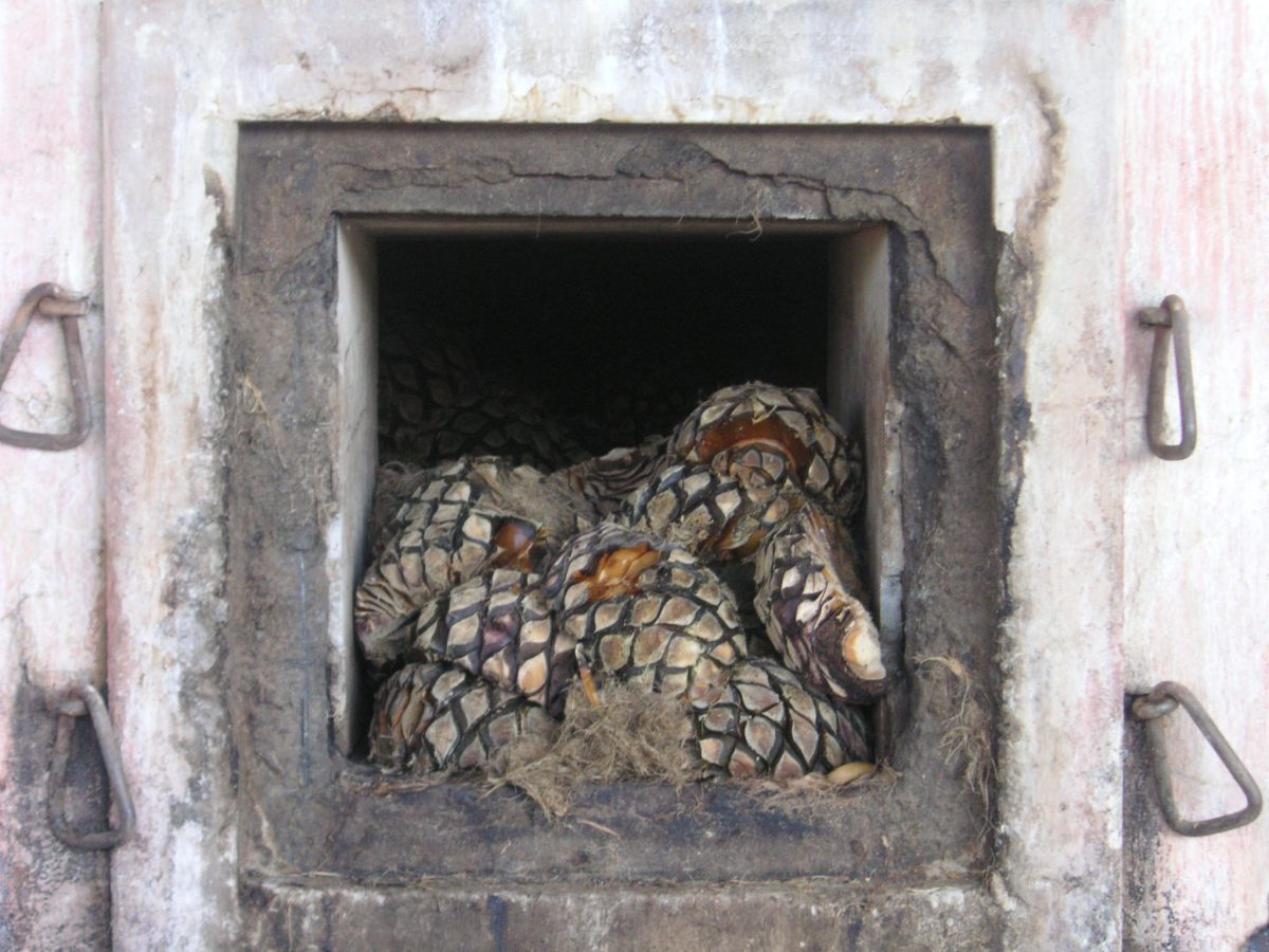 Een gemetselde oven gevuld met agaveharten in een tequilafabriek bij Tequila