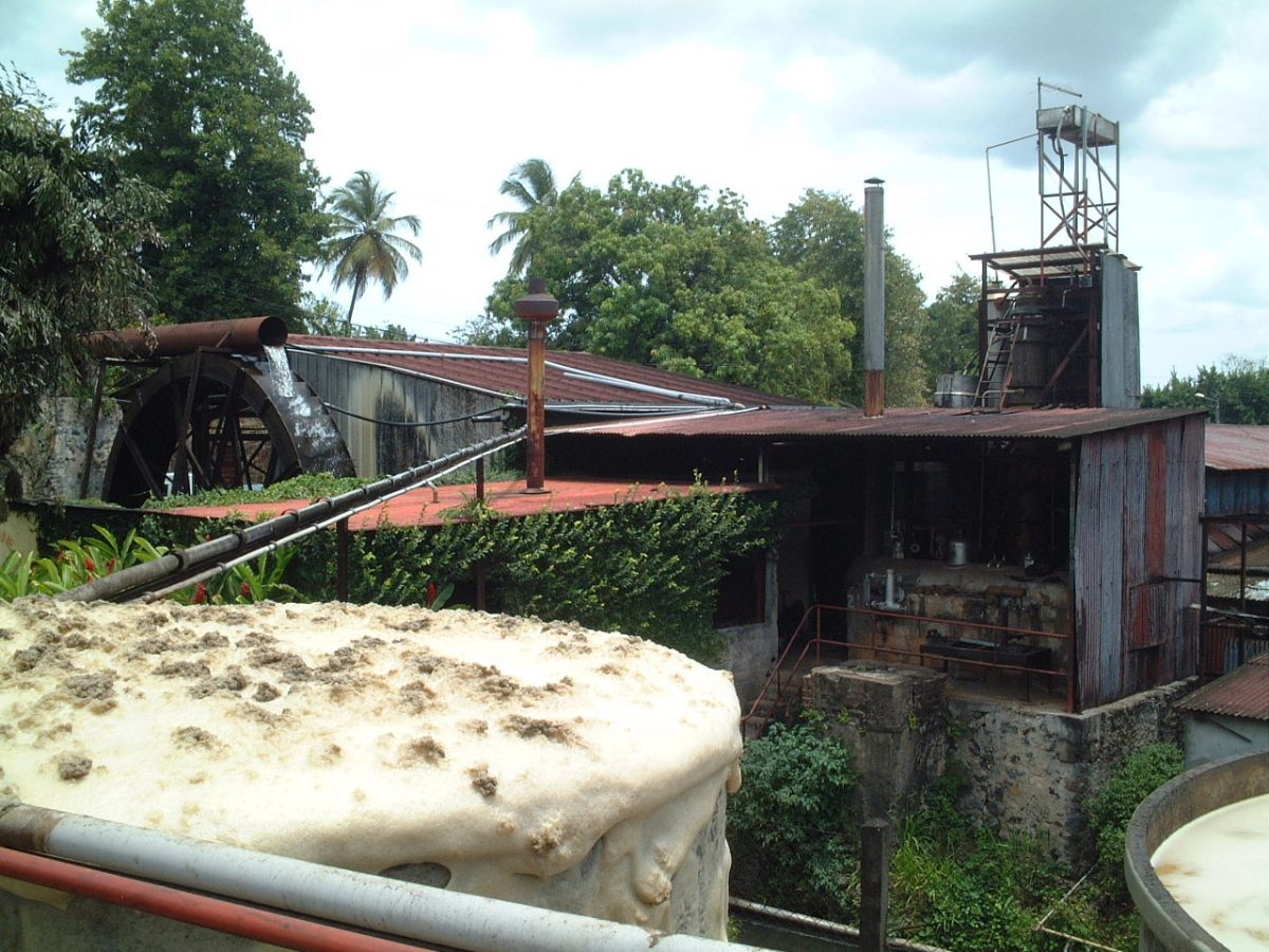 Een open gistingskuip in een rumdistilleerderij op Guadeloupe