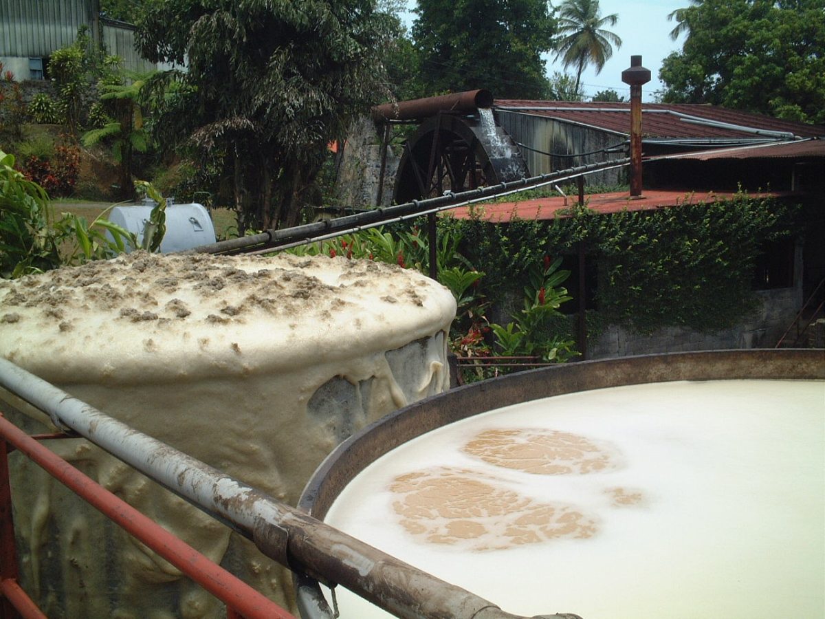 Open gistingstanks met vers suikerrietsap bij een rumdistilleerderij op Guadeloupe