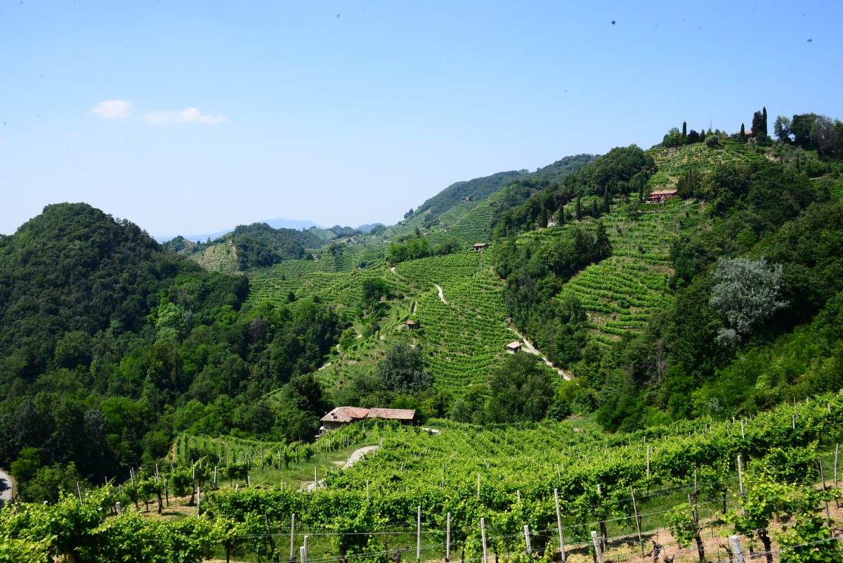 Steile wijngaardheuvels tussen Conegliano en Valdobbiadene in Veneto