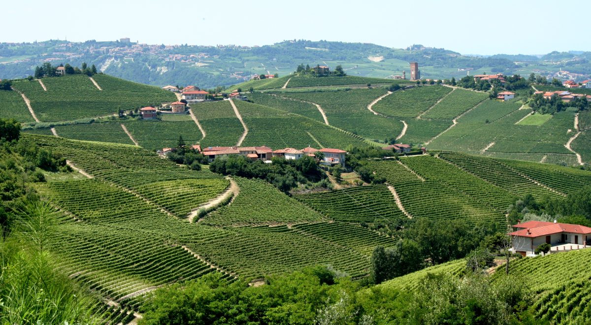 Glooiende heuvels in Piemonte met wijngaarden en een enkele boerderij