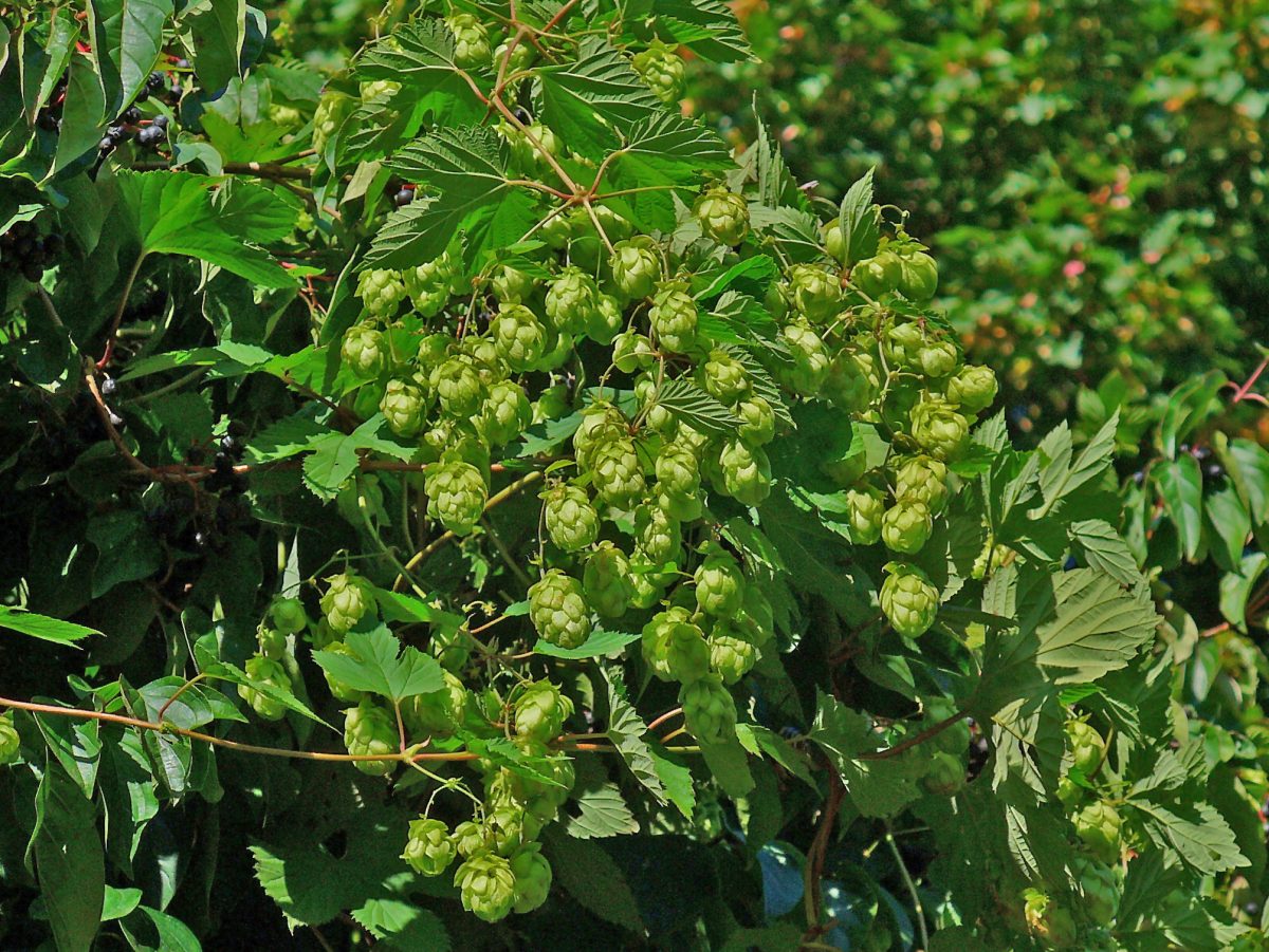 Groene hopbellen aan de rank tussen de bladeren
