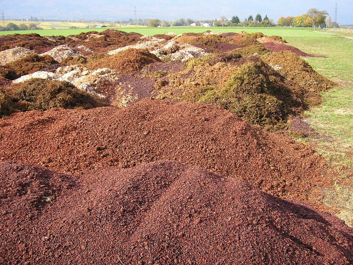 Hopen druivenperskoek op een veld na de oogst