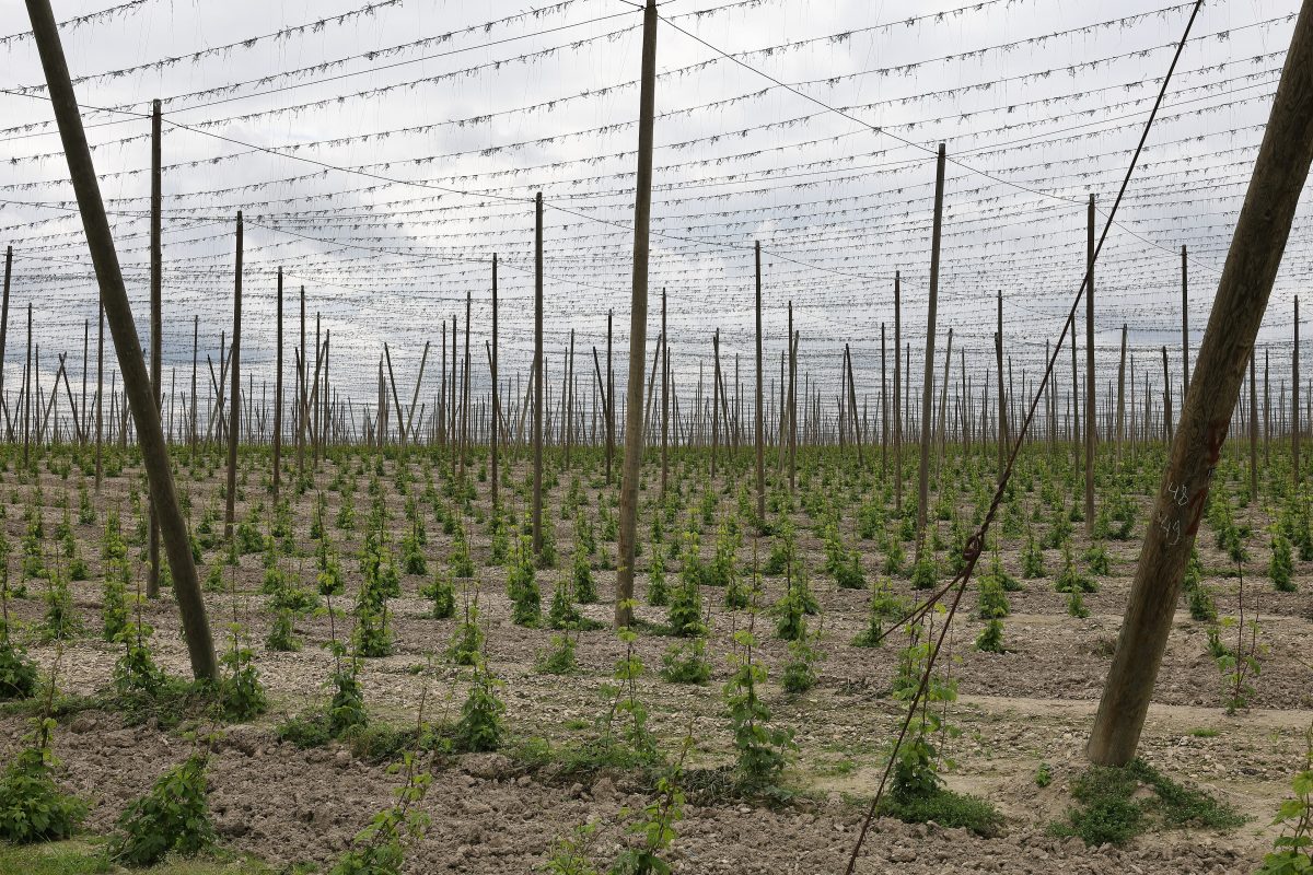 Jonge hopplanten die langs gespannen draden omhoog groeien in een hopveld