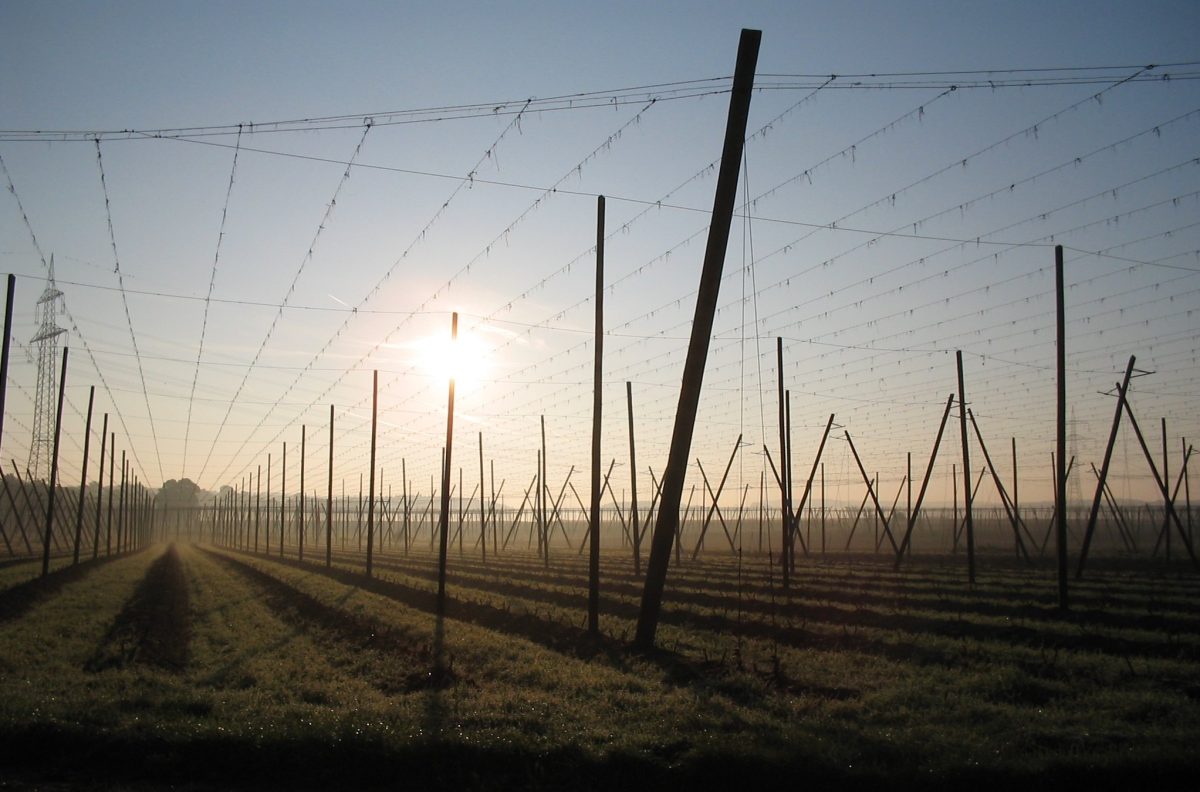 Hopvelden met hoge draadstellages in de Hallertau in Beieren
