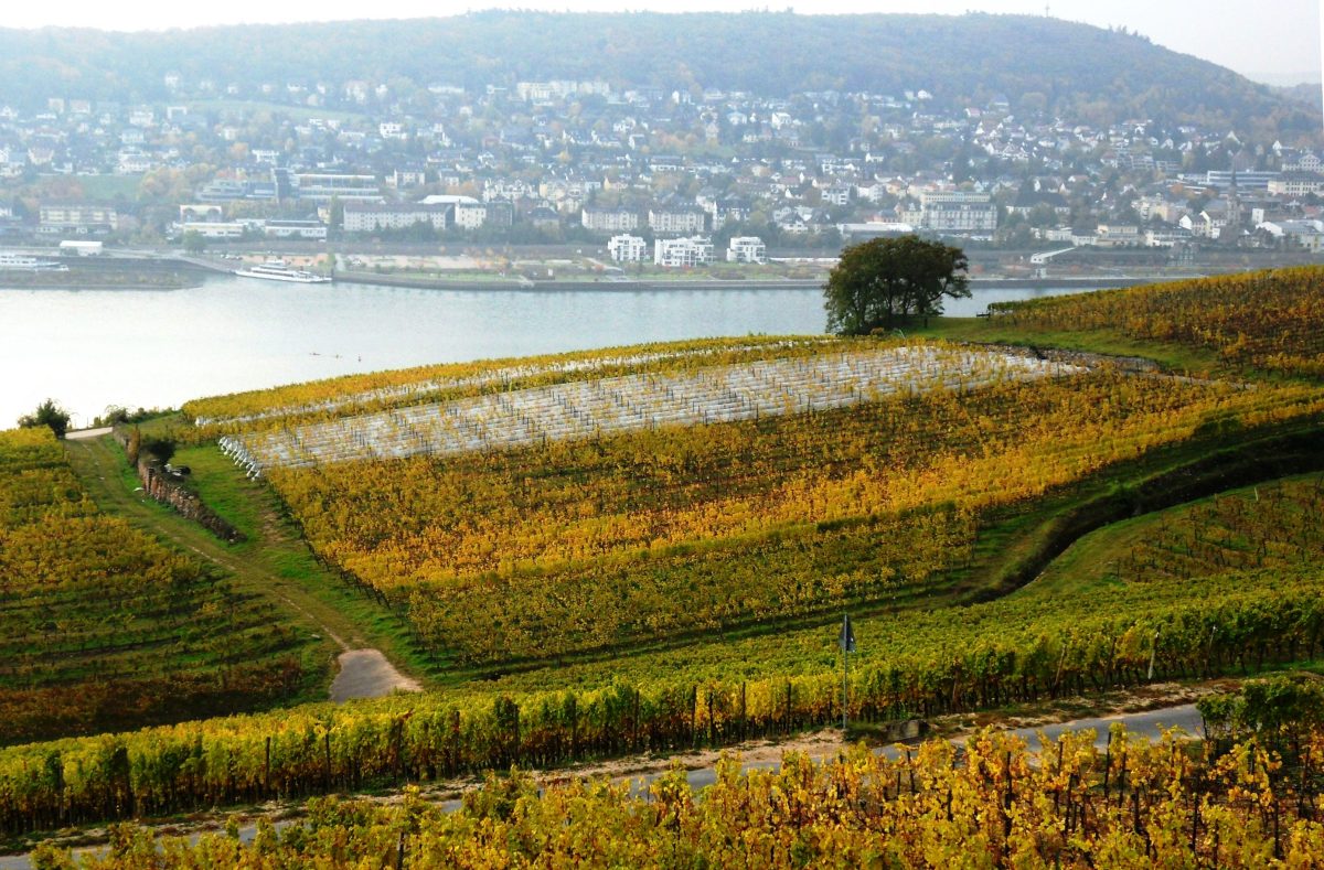Wijngaardperceel in de Rheingau waar de druiven onder net blijven hangen voor ijswijn