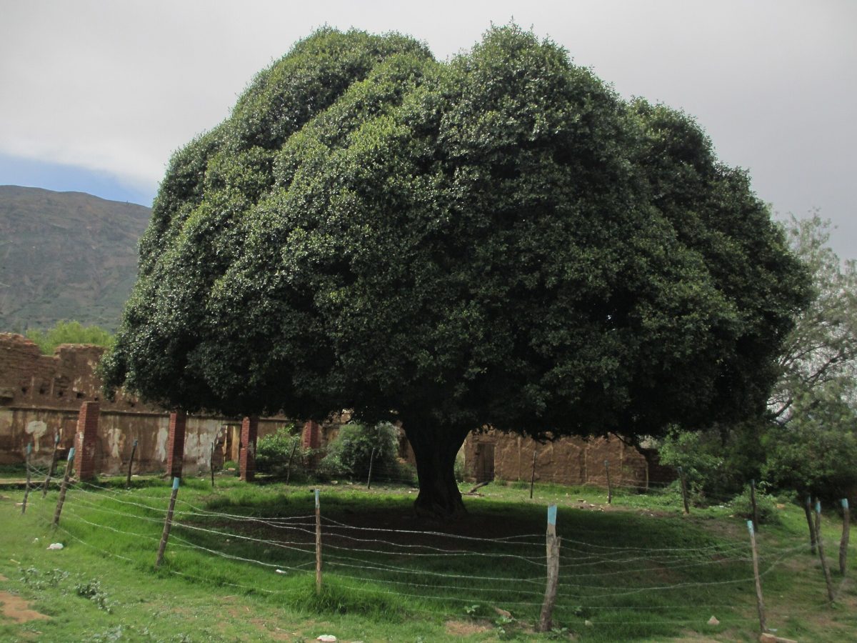 Een kinaboom in het bergland van Ancash in Peru
