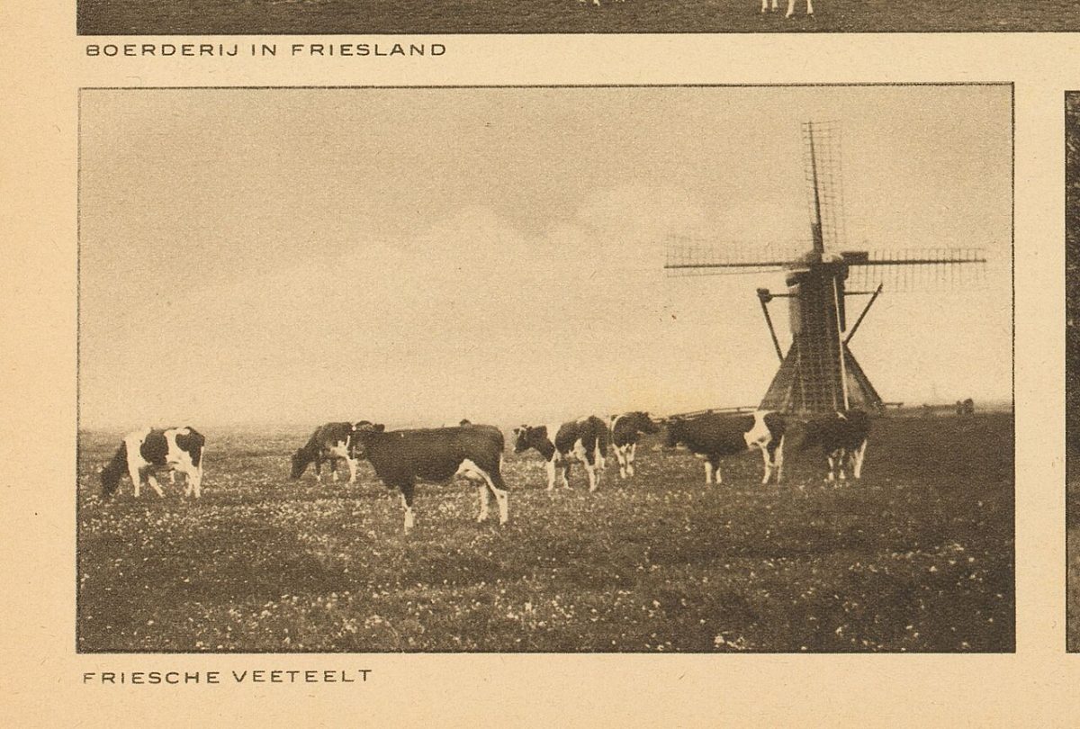 Oude foto van koeien in een Fries weiland met een molen op de achtergrond