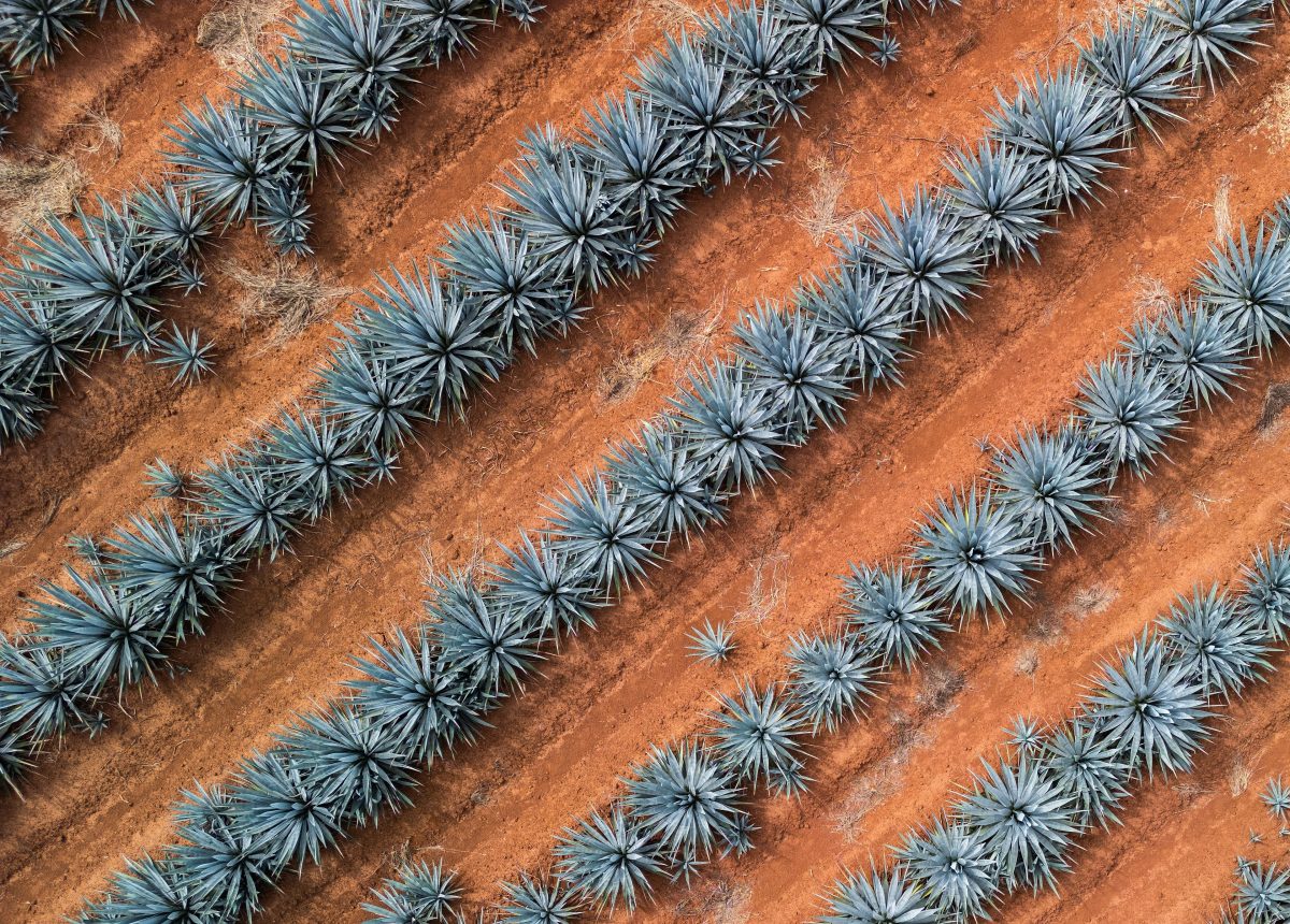 Luchtfoto van rijen blauwe agaves op rode grond in Jalisco