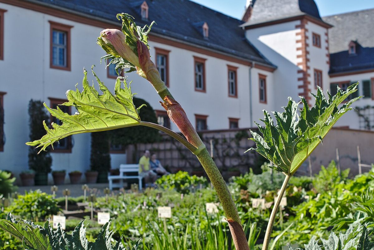 Bladeren en bloeistengel van medicinale rabarber, Rheum palmatum, in een kruidentuin