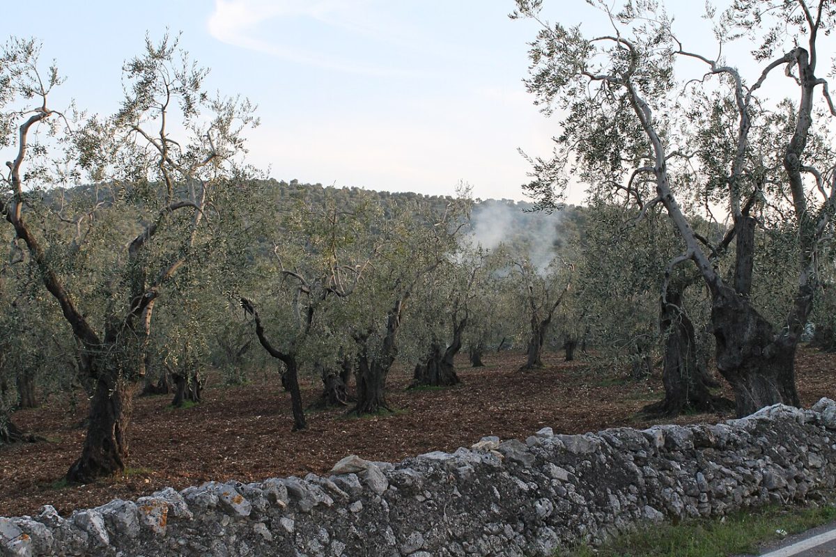 Oude olijfbomen op rode grond in het landschap van Puglia, met een muurtje van droge stenen