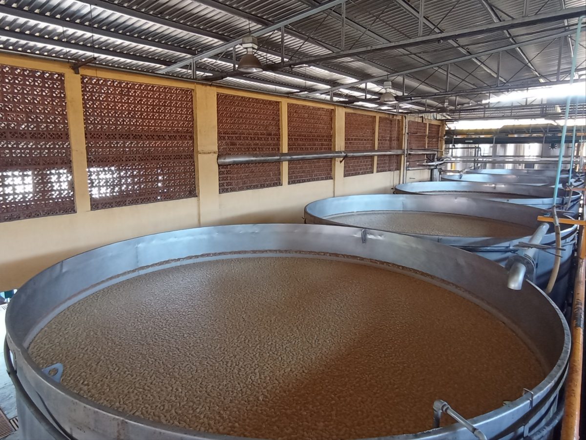 Open gistingskuipen met schuimend beslag in een tequiladistilleerderij in Jalisco