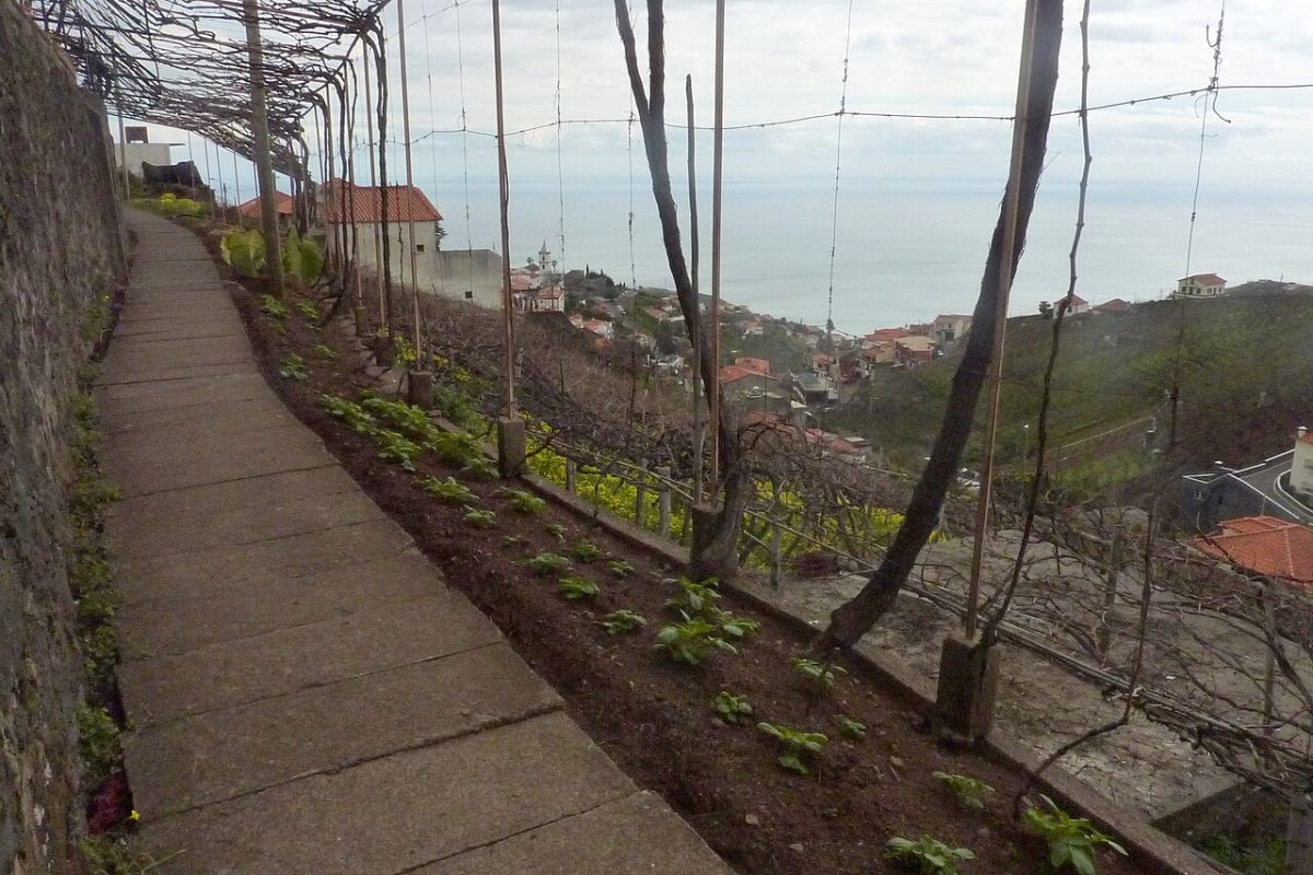 Een pad langs een levada met wijnstokken erboven op Madeira