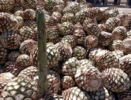 100 procent agave of mixto: wat er op een tequilafles moet staan