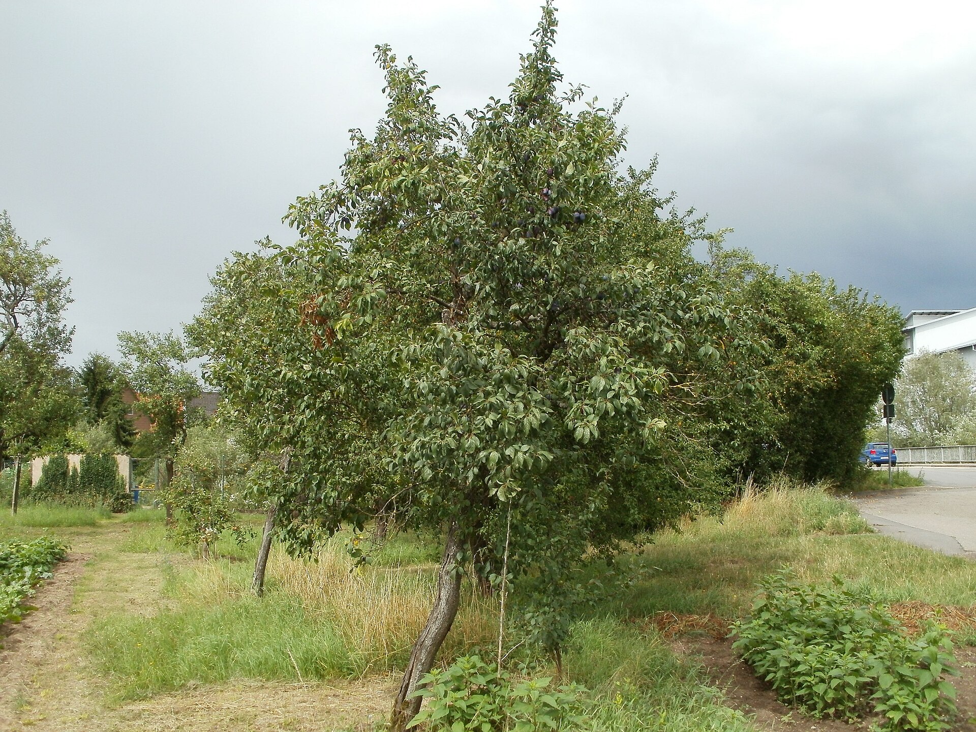 Een pruimenboom op een hoogstamweide