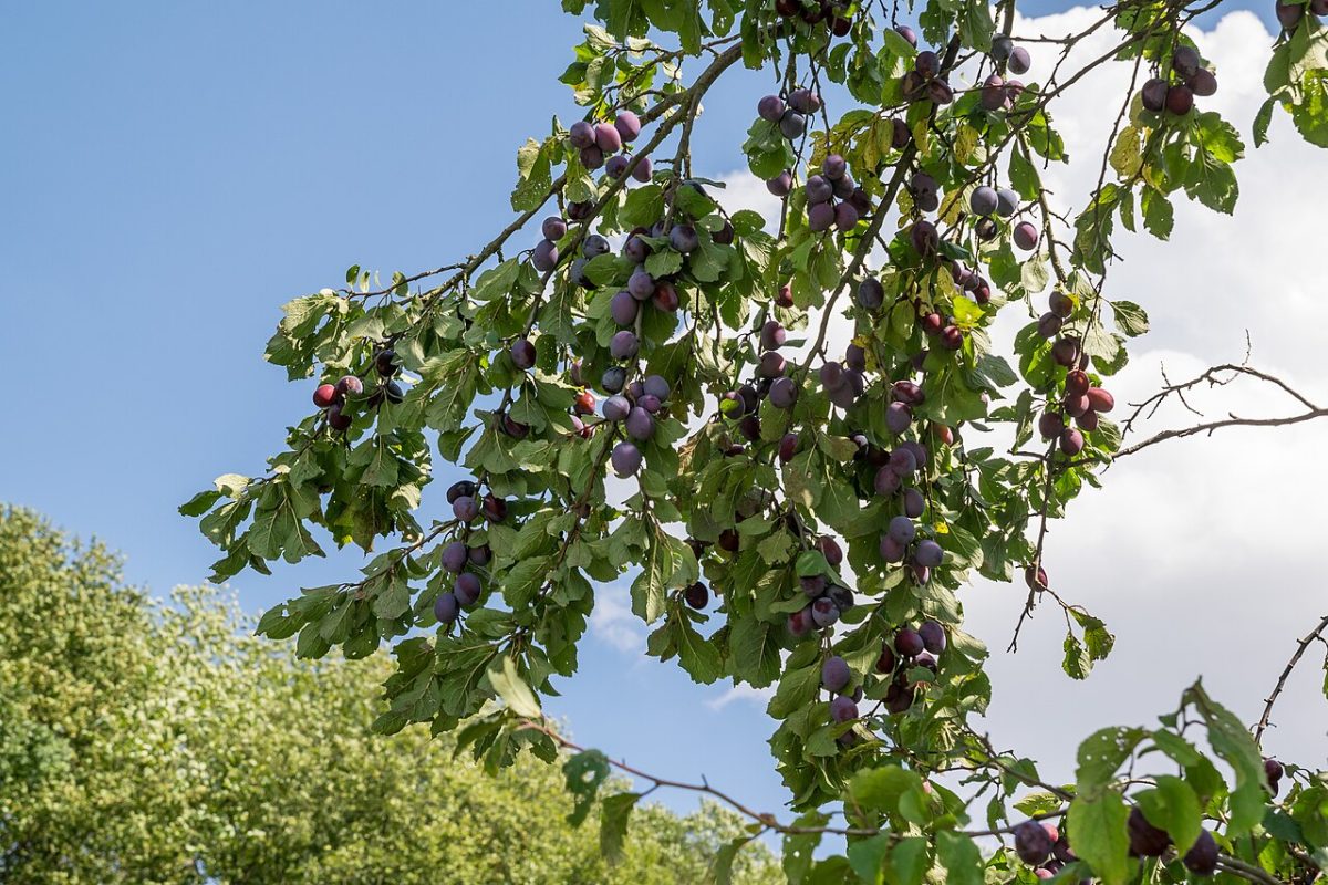 Rijpe blauwe pruimen aan de tak van een pruimenboom