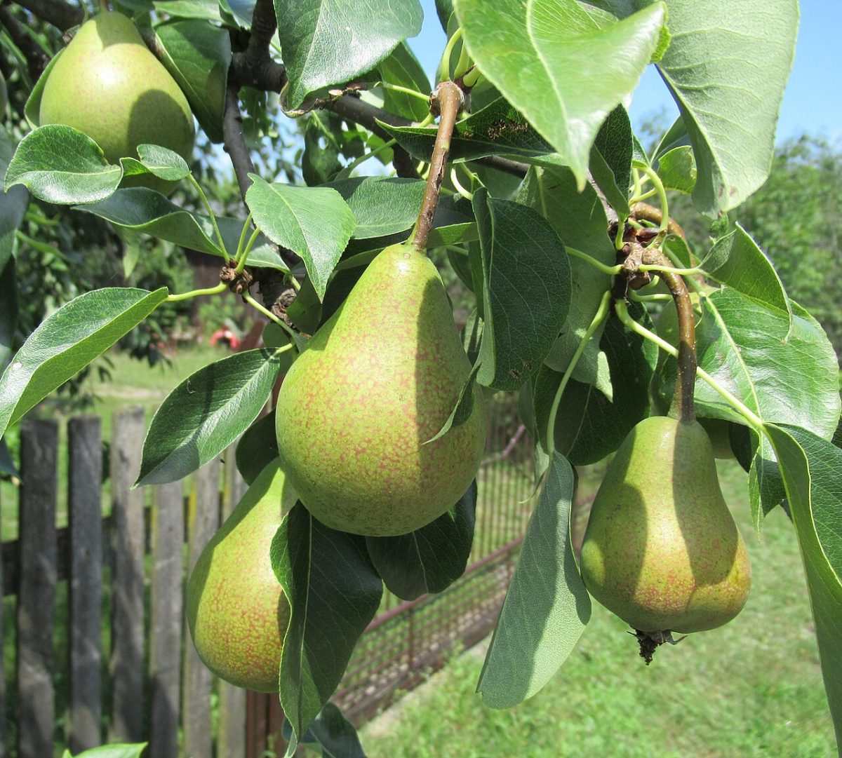 Rijpe peren aan de tak van een perenboom