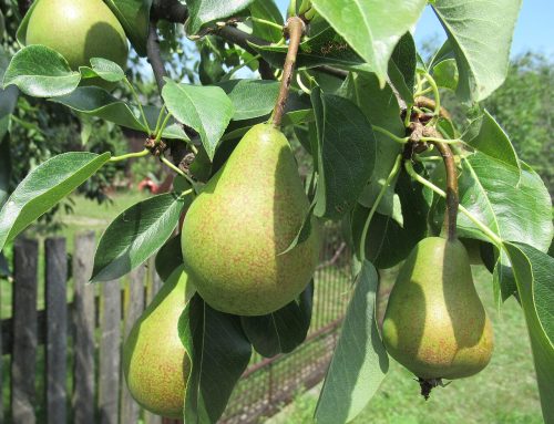 Come entra la pera nella bottiglia di una poire williams