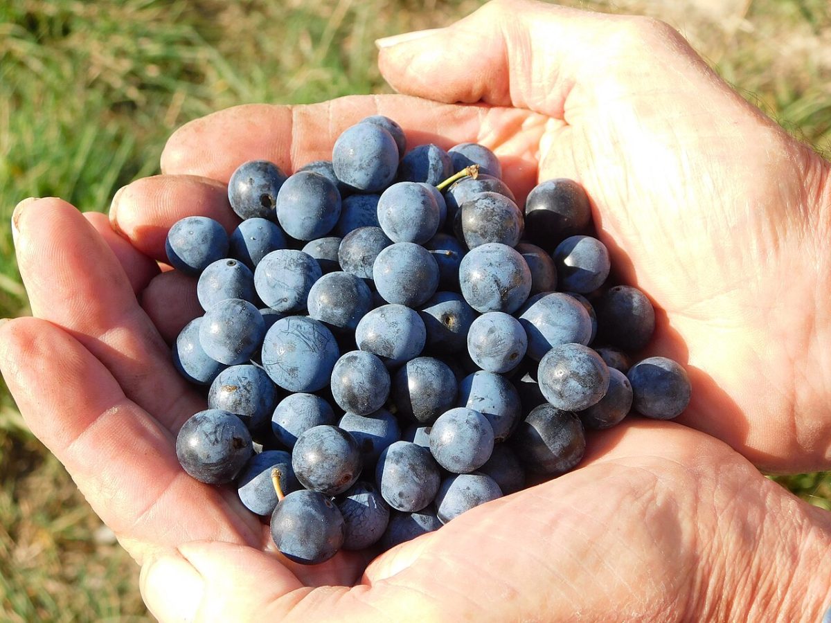 Rijpe sleedoornbessen met een blauwe waslaag aan de struik