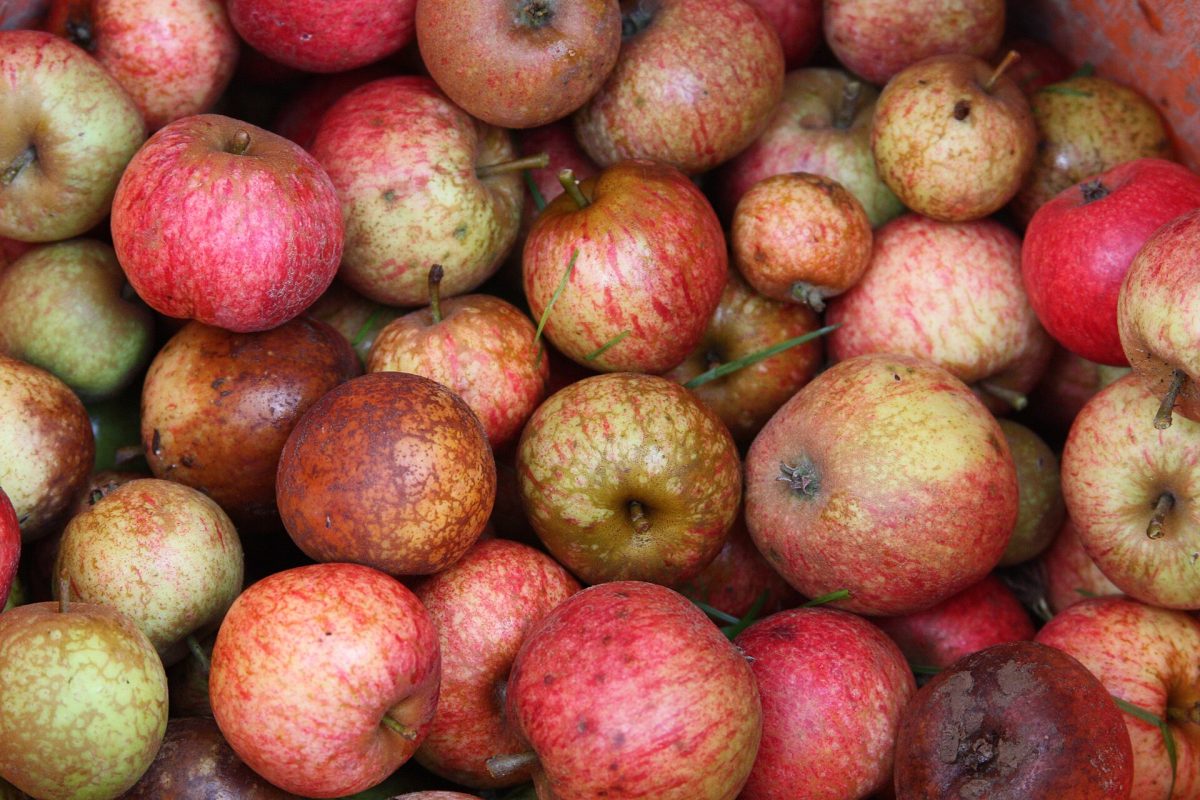 Rode cideappels uit Normandie op een hoop