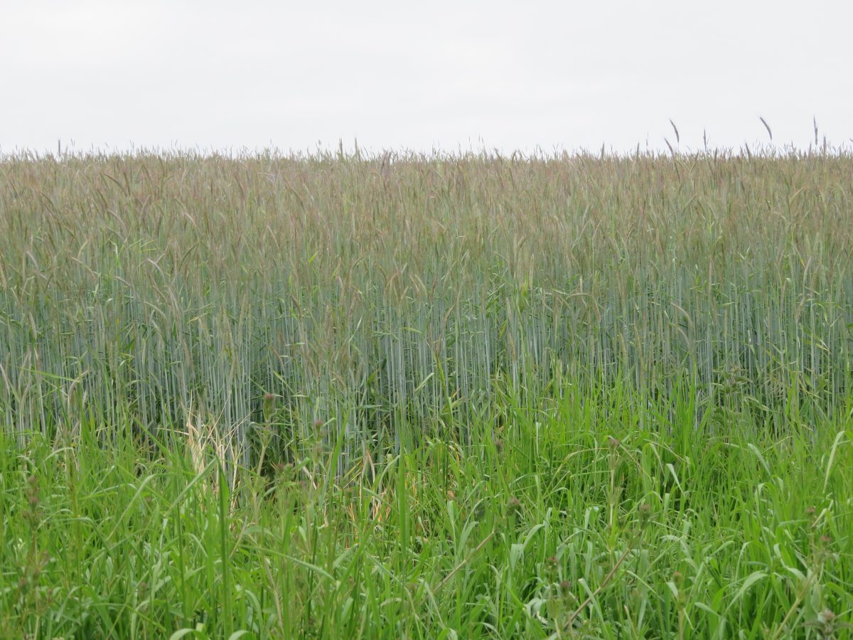 Een veld met rogge, het graan dat in jenever wordt vermalen