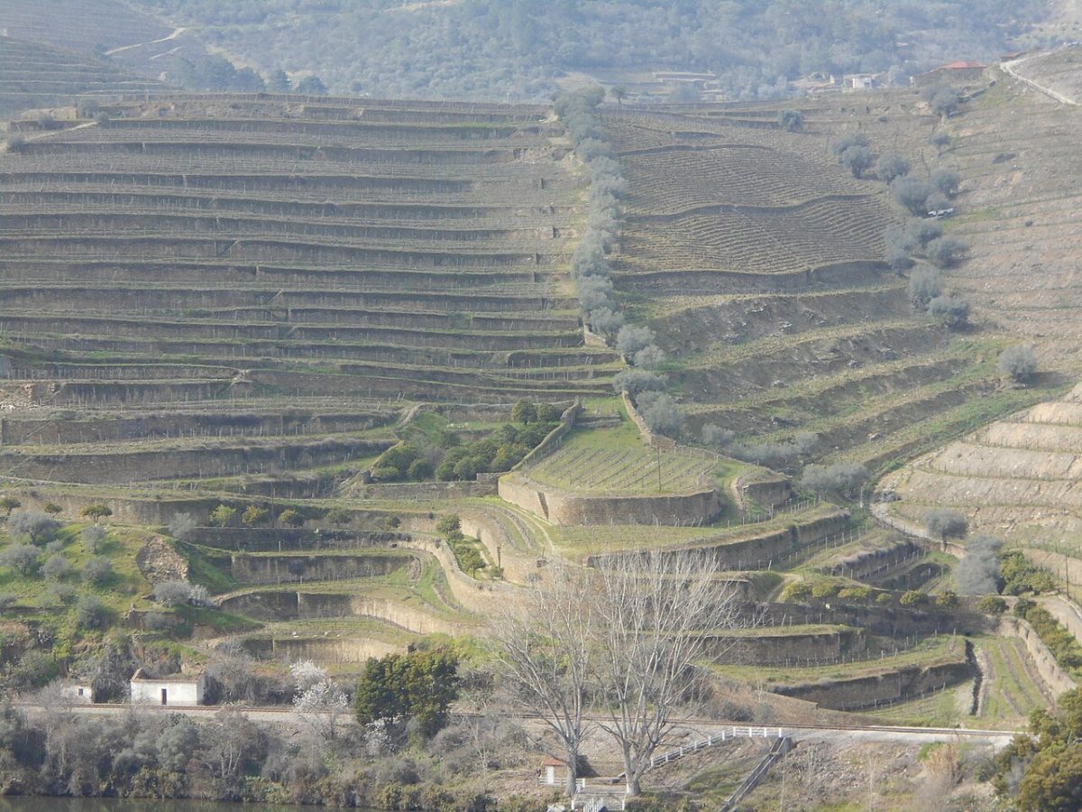 Smalle terrassen met wijnstokken op een steile helling in de Alto Douro