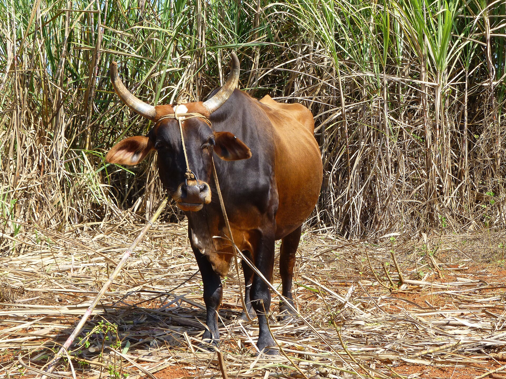 Een os in een suikerrietveld in de Vinales-vallei op Cuba