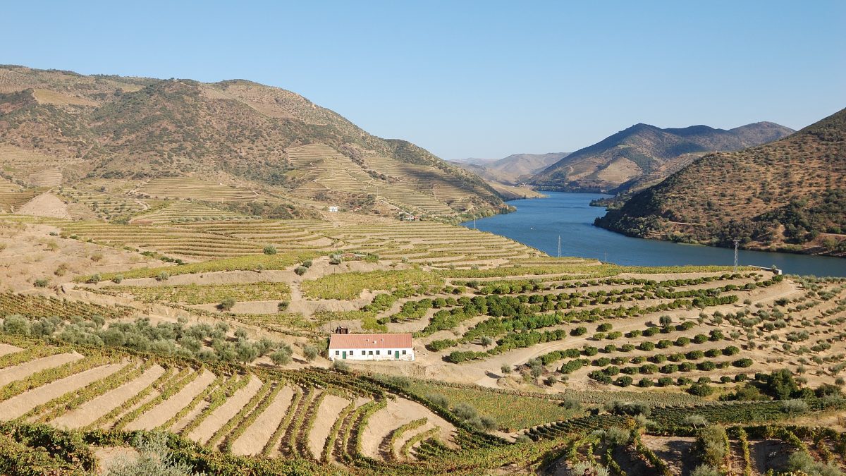 Terrassen met wijnstokken op de steile hellingen van de Douro-vallei