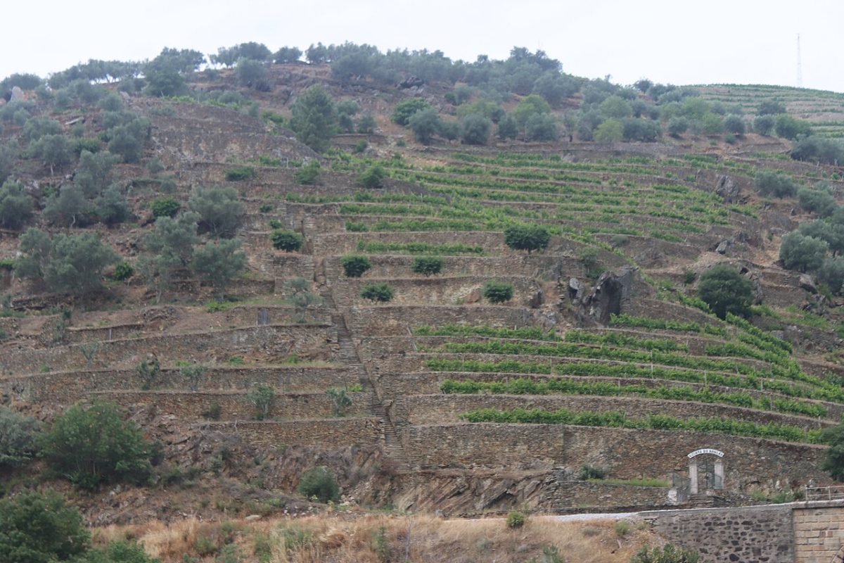 Terrassen met wijnstokken op de hellingen boven de rivier de Douro