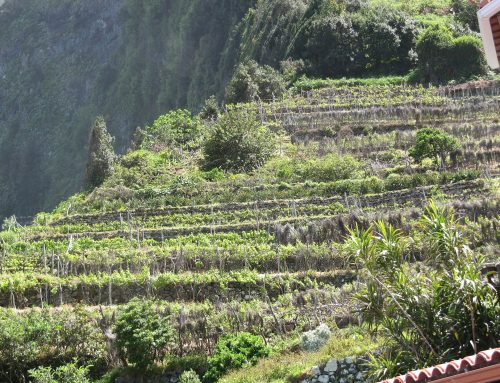 Sercial, verdelho, bual en malmsey: van droge tot zoete madeira