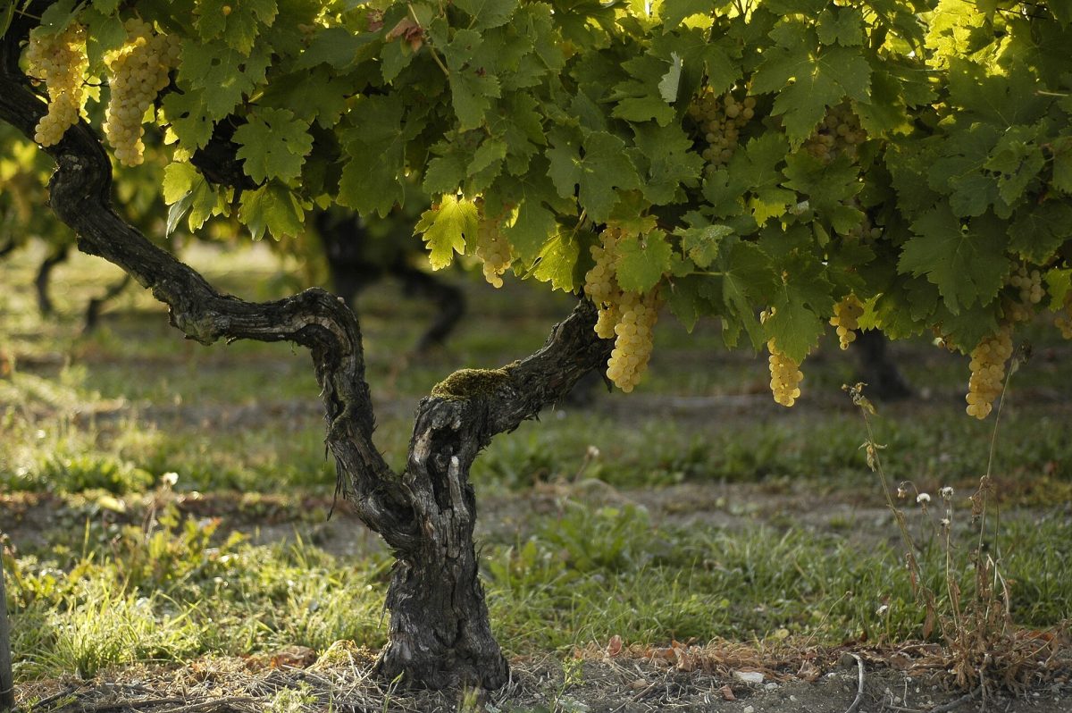 Trossen ugni blanc aan de stok in een wijngaard in de Grande Champagne bij Cognac