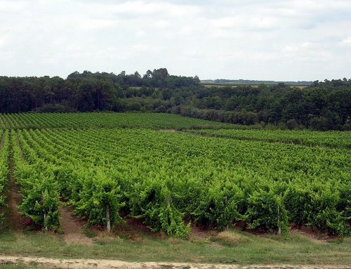 Bas-Armagnac, Ténarèze en Haut-Armagnac: de drie streken van de Gascogne