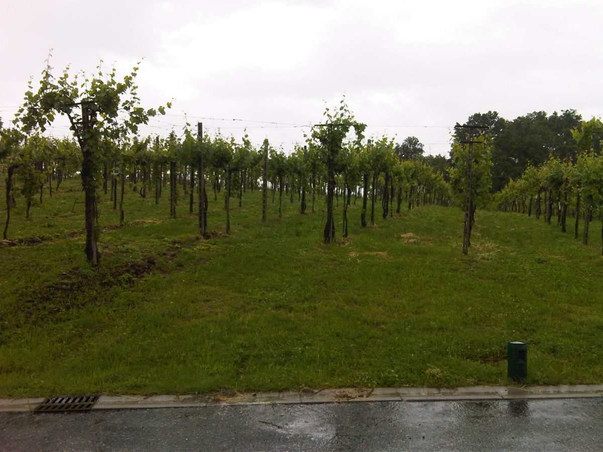 Wijngaard in Franciacorta in Lombardije met heuvels op de achtergrond