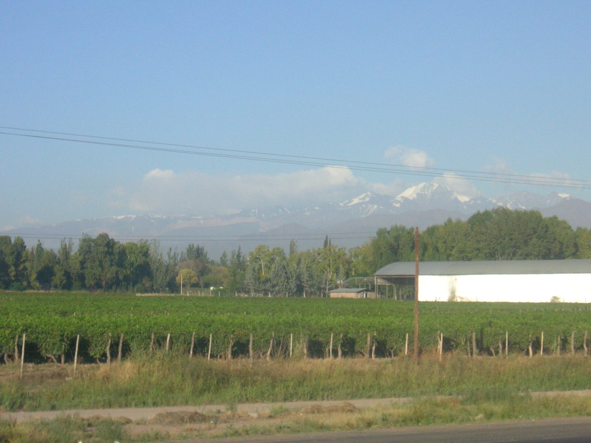 Wijngaard aan de voet van de Andes in Mendoza, Argentinië