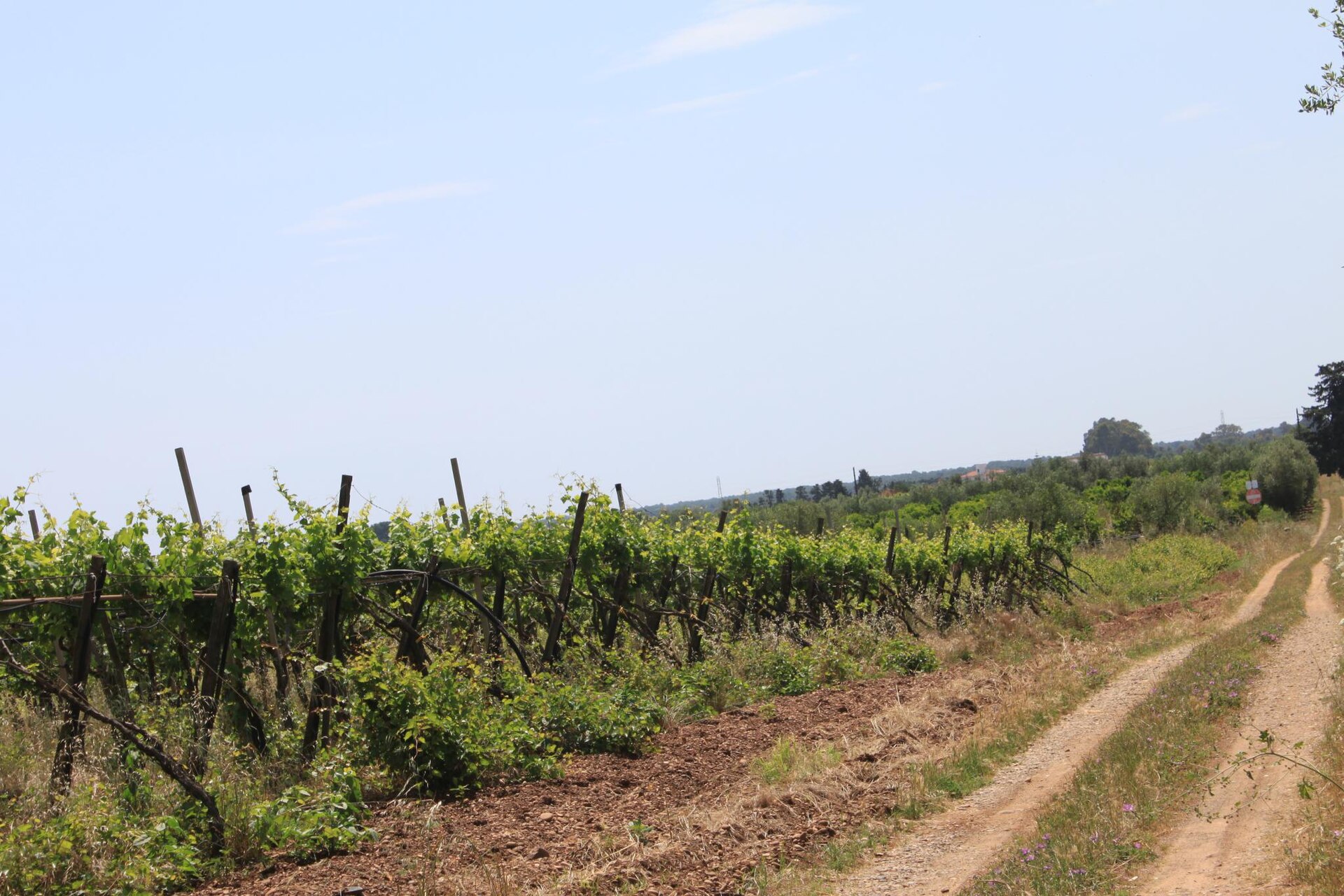 Wijngaard in Puglia met een onverharde weg tussen de rijen en droge grond